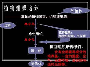 植物细胞工程 从理论到实践——专题2第一节精讲（151张PPT核心浓缩）