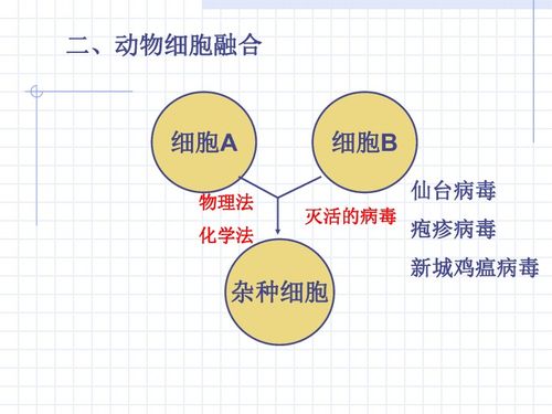 动物细胞工程 细胞工程的精细分支与应用前景