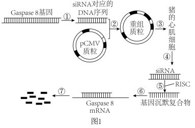 基因工程生产人胰岛素 微生物与转基因动物方法的对比