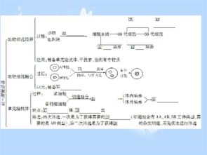 2013届高考生物一轮复习课件 细胞工程（人教版选修三）