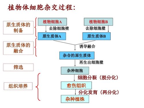 动物细胞融合与单克隆抗体——生物细胞工程的现代奇迹