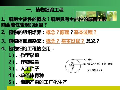植物细胞工程的奥秘 从单细胞到完整植株的奇幻之旅