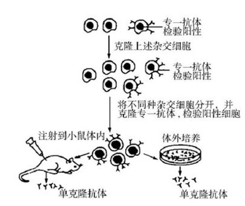 干货丨高中生物选修三细胞工程详细知识汇总，适合收藏