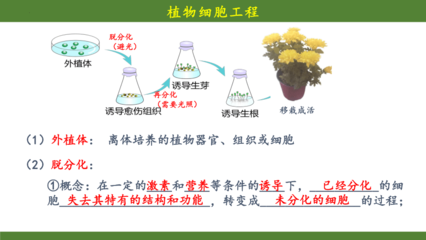 植物细胞工程 从细胞到完整植株的奥秘