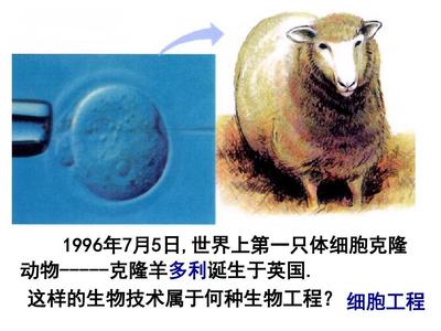 植物细胞工程 微观世界的绿色革命