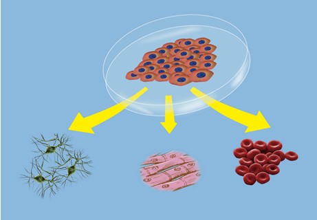 协和干细胞基因工程